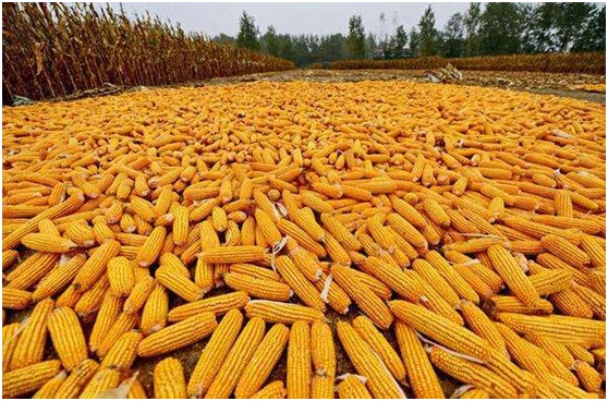 日韩丰满少妇无码内射