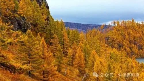 日韩丰满少妇无码内射